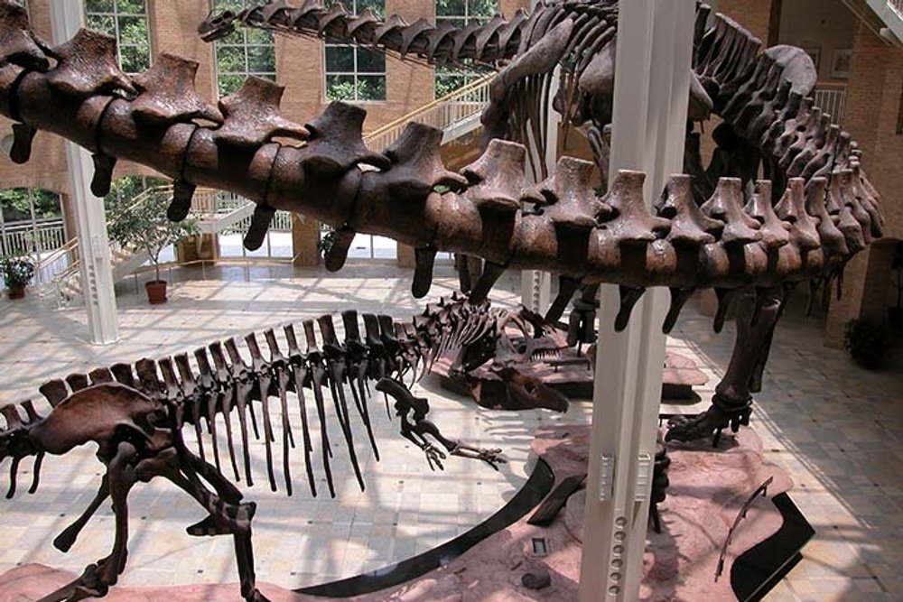 atlanta_fernbank-galle-1