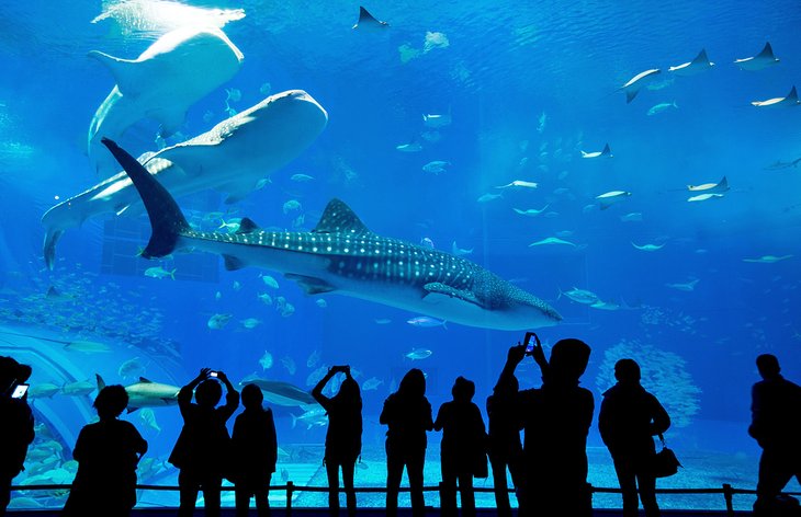 georgia-atlanta-aquarium